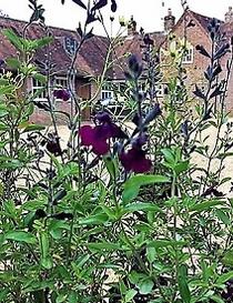 Salvia nachtvlinder