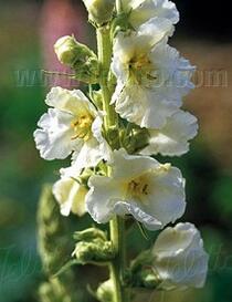 Verbascum x hybridum 'Snow Maiden'